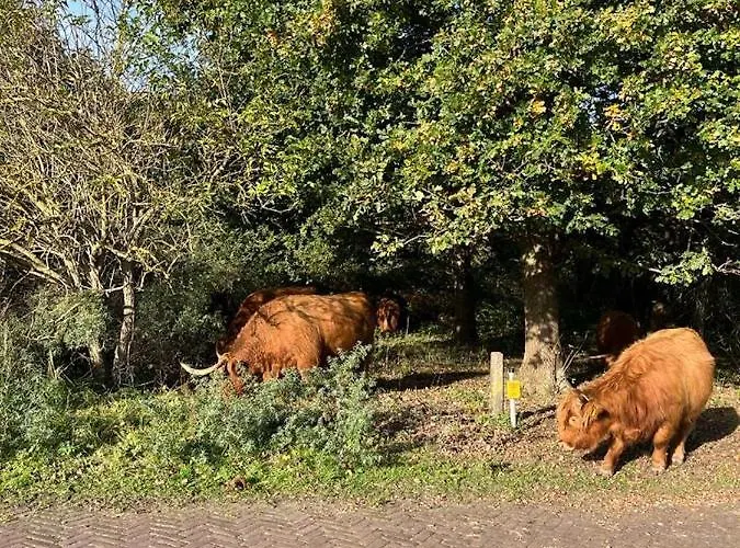 Vakantiewoning Aan Zee - 150m Het